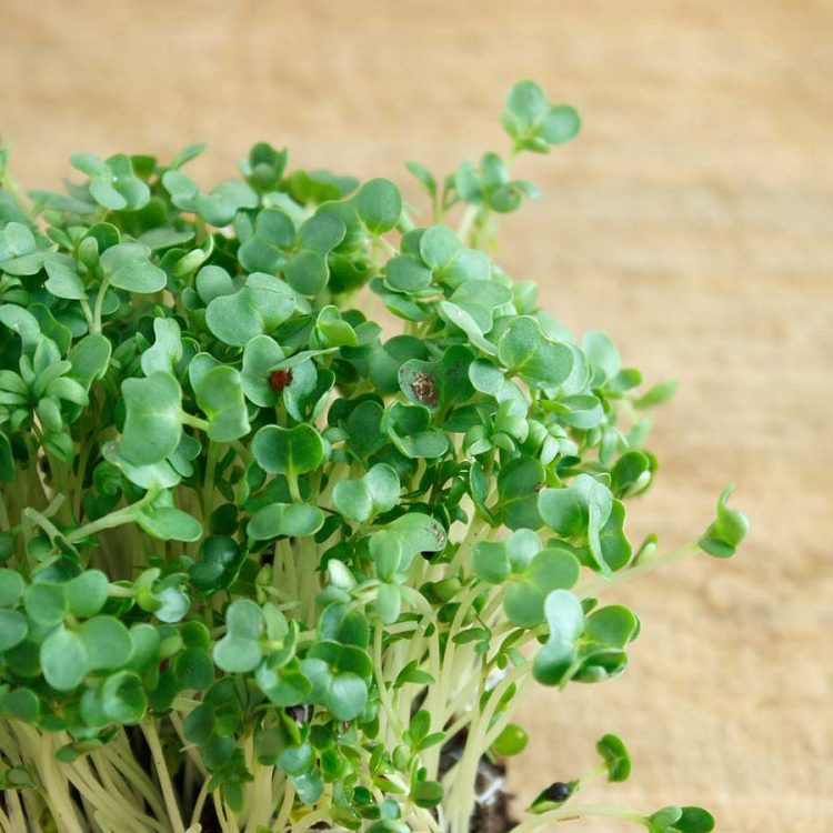 Seminte de plante aromatice Cress Land - American