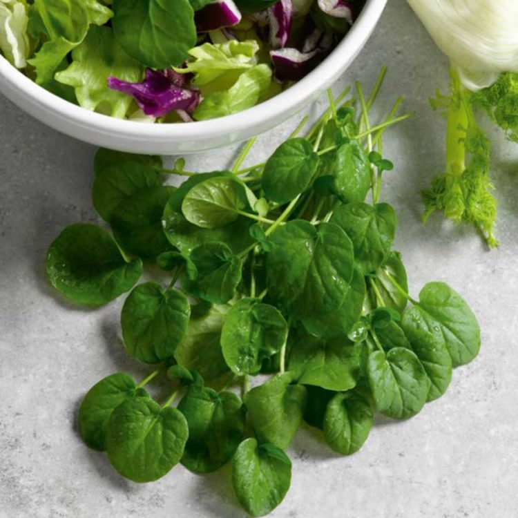 Seminte de plante aromatice Cress Land - American