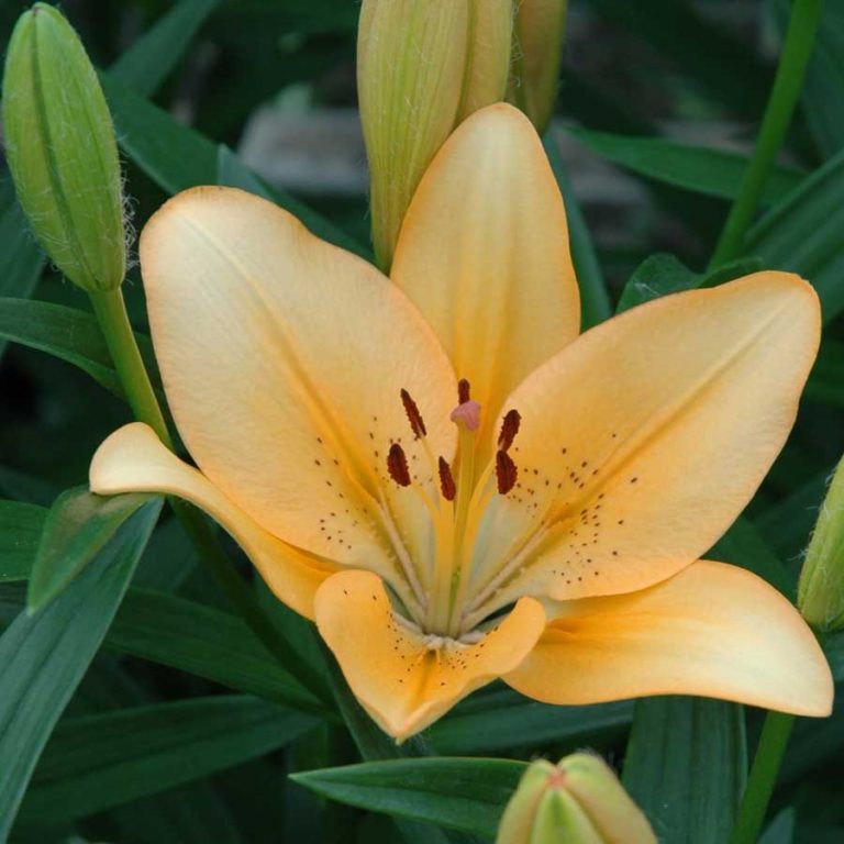 Bulbi De Crini Salmon Classic Longiflorum Asiatic Lilium
