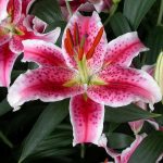 Bulbi de Crini Stargazer Olanda