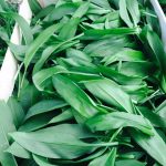 Seminte de plante aromatice Allium Ursinum Ramsons Wild Garlic