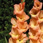 Bulbi de Gladiole Esta Bonita Olanda