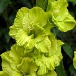 Bulbi de Gladiole Green Star Olanda