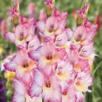 Bulbi de Gladiole Priscilla Olanda