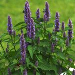 Seminte de plante aromatice Hyssop - Hyssopus Officinalis