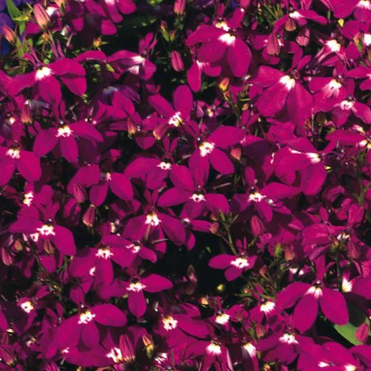 Seminte de flori Lobelia Rosamund