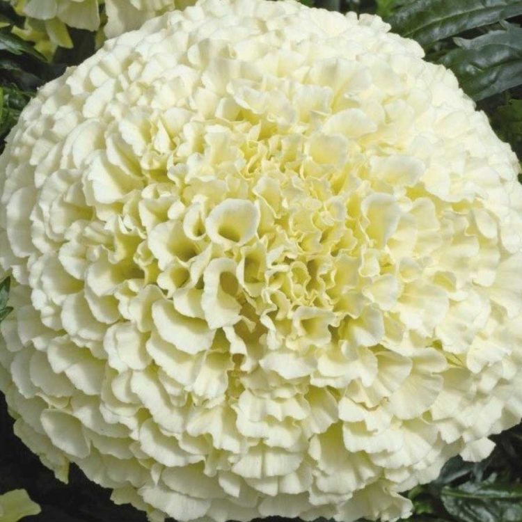 Seminte de flori Marigold African Vanilla F1