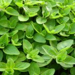 Seminte de plante aromatice Marjoram Sweet - Origanum Marjorana