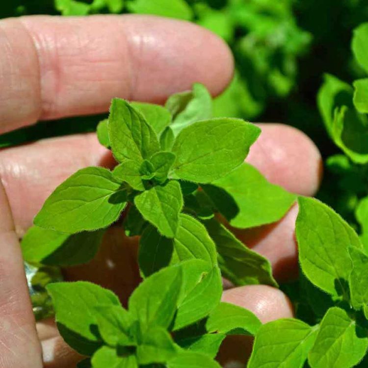 Seminte de plante aromatice Marjoram Sweet - Origanum Marjorana