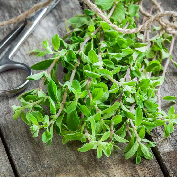 Seminte de plante aromatice Marjoram Sweet - Origanum Marjorana