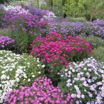 Seminte de flori Aster Novi-Belgii Mixed Michaelmas Daisy
