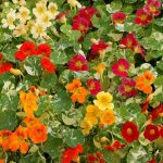 Seminte de flori Nasturtium Alaska Mixed