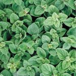 Seminte de plante aromatice Origanum Vulgare Hirtum Greek Oregano