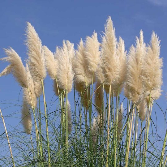 Seminte de iarba ornamentala Pampas Grass Cortaderia Argentea