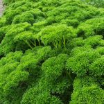 Seminte de plante aromatice Parsley Extra Triple Curled