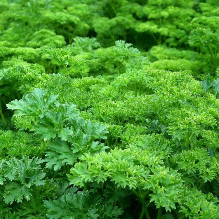 Seminte de plante aromatice Parsley Extra Triple Curled