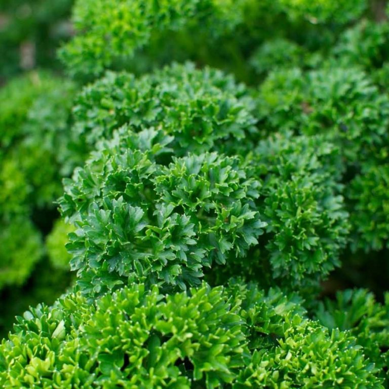 Seminte de Patrunjel Cret Parsley Extra Triple Curled