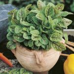 Seminte de plante aromatice Rumex Sanguineus Bloody Dock