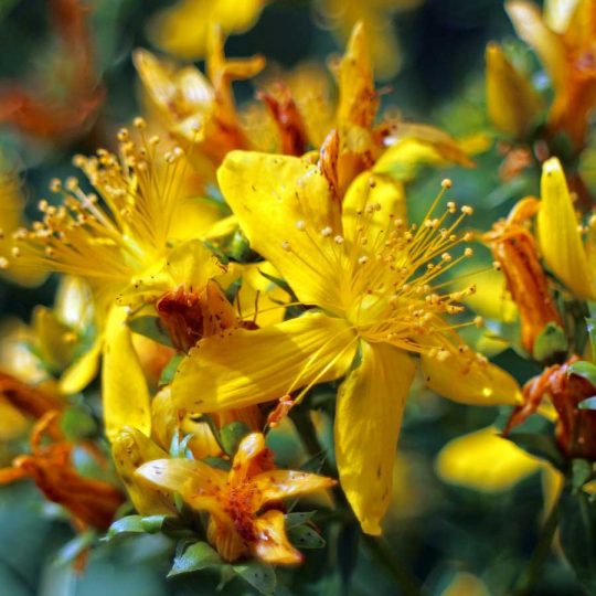 Seminte de plante medicinale St Johns Wort - Hypericum Perforatum