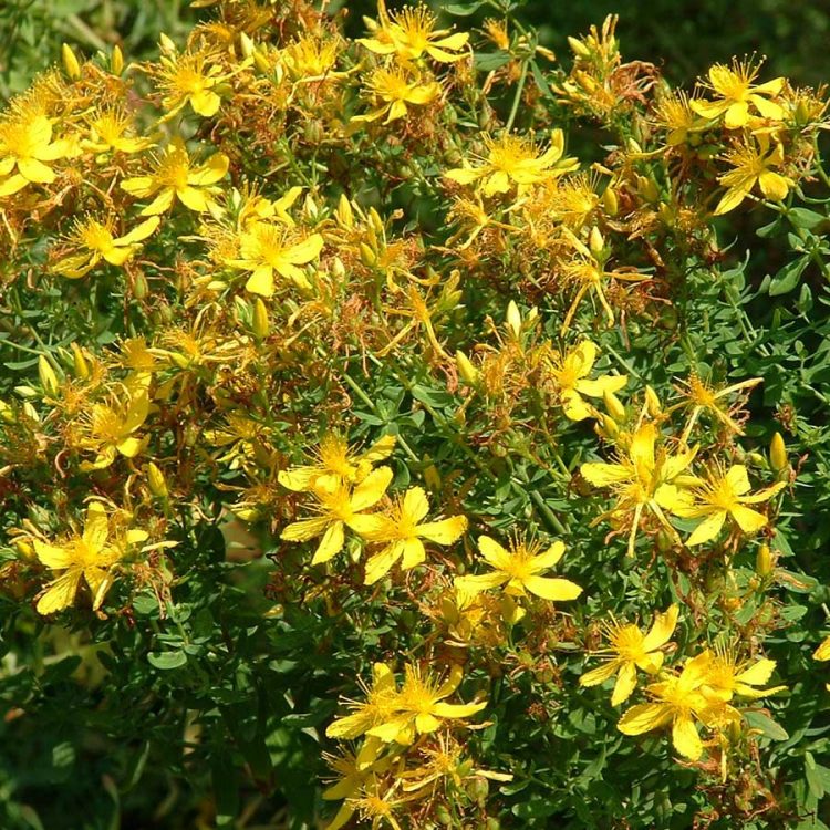 Seminte de plante medicinale St Johns Wort - Hypericum Perforatum
