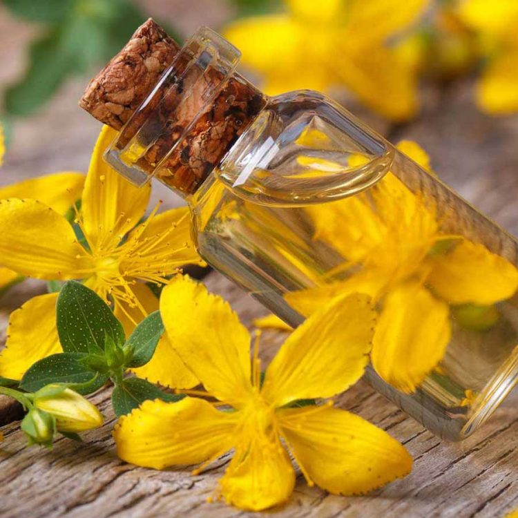 Seminte de plante medicinale St Johns Wort - Hypericum Perforatum