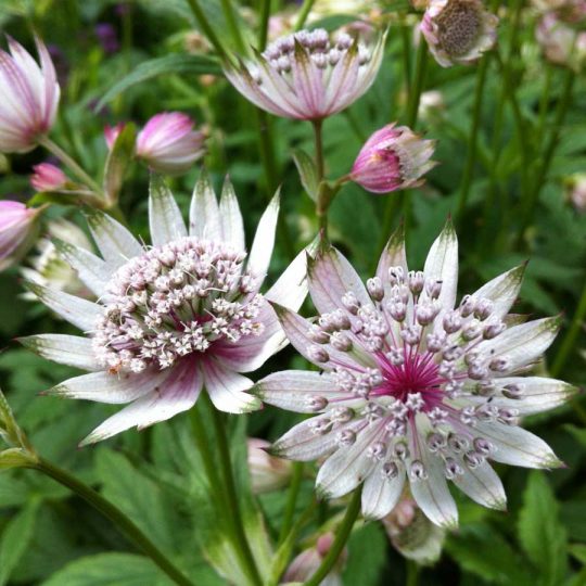 Seminte de flori Astrantia Major