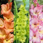 Bulbi de Gladiole Mix Olanda