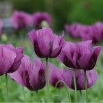 Seminte de flori Poppy Hungarian Blue