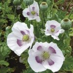Seminte de flori Poppy Papaver Somniferum Maanzad