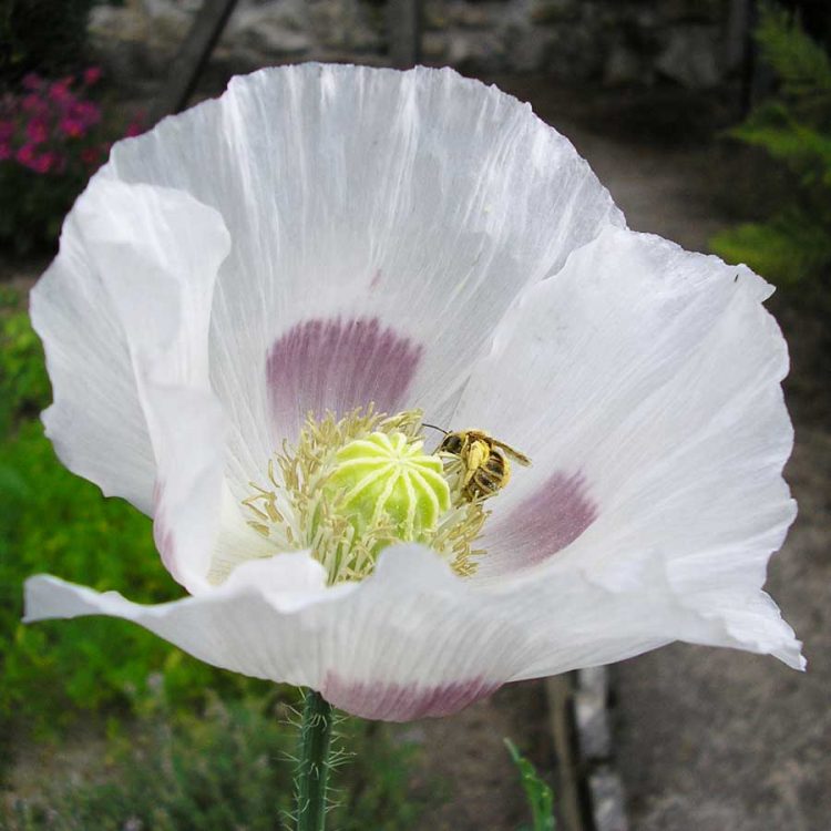 Seminte de flori Poppy Papaver Somniferum Maanzad