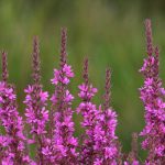 Seminte de plante medicinale Lythrum Salicaria Rosy Gem Purple Loosestrife