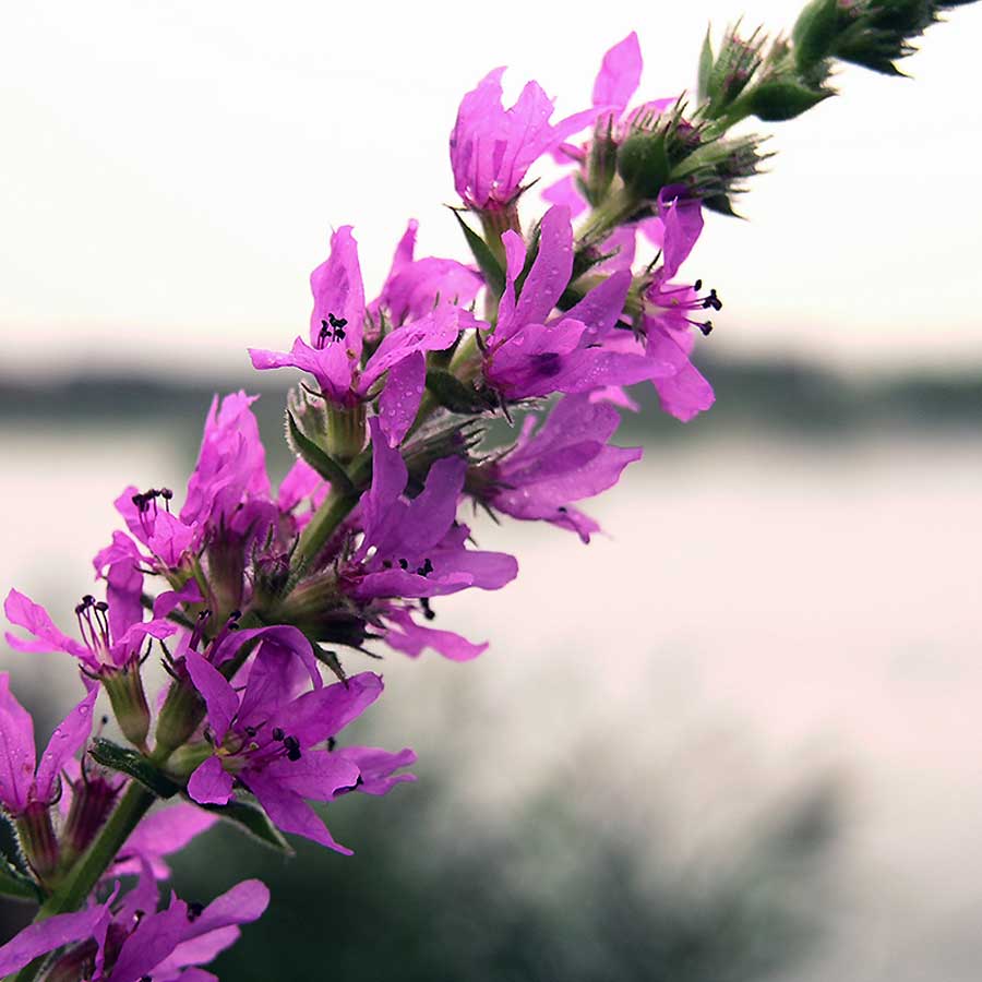 Seminte de plante medicinale Lythrum Salicaria Rosy Gem Purple Loosestrife