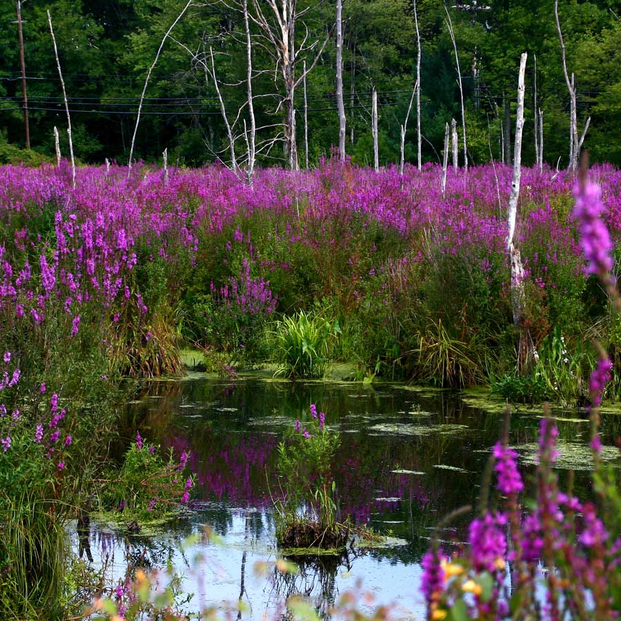 Seminte de plante medicinale Lythrum Salicaria Rosy Gem Purple Loosestrife