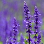 Seminte de flori Salvia Farinacea Victoria