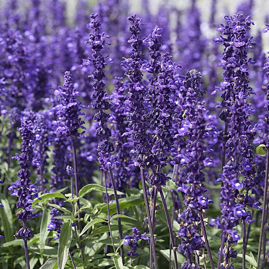 Salvia Farinacea Victoria Seminte de Flori Profesionale