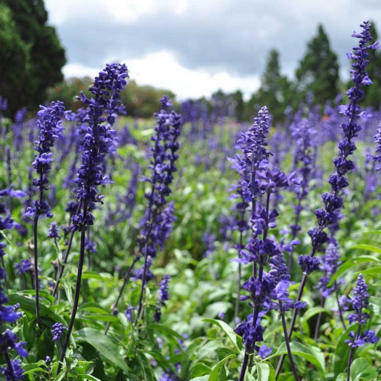 Seminte de Salvie Mexicana Salvia Farinacea Victoria