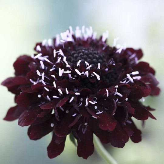 Seminte de flori Scabiosa Atropurpurea Black Knight