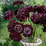 Seminte de flori Scabiosa Atropurpurea Black Knight