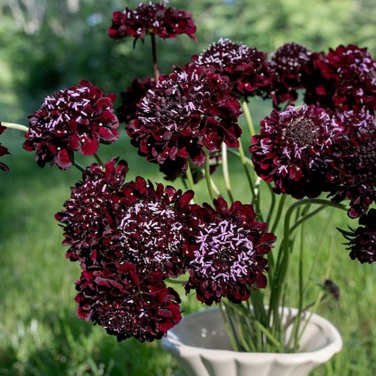 Seminte de flori Scabiosa Atropurpurea Black Knight