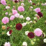 Seminte de flori Scabiosa Atropurpurea Tall Double Flowered Mixture