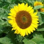 Seminte de flori Sunflower Bambino