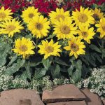 Seminte de flori Sunflower Pacino