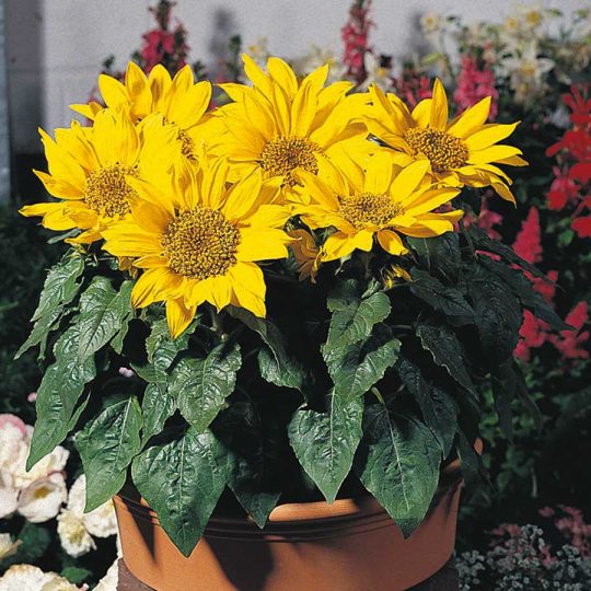 Seminte de flori Sunflower Pacino