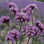 Seminte de flori Verbena Bonariensis