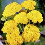 Seminte de flori Achillea Filipendula Cloth of Gold