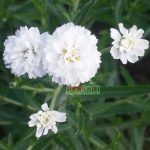 Seminte de flori Achillea Ptarmica Ballerina