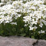 Seminte de flori Arabis Caucasica Snow Cap