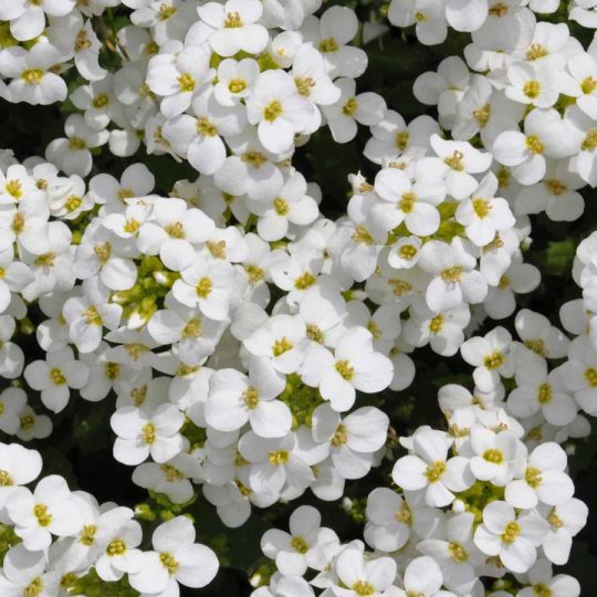 Seminte de flori Arabis Caucasica Snow Cap