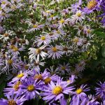 Seminte de flori Aster Alpinus Trimix
