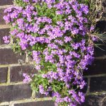 Seminte de flori Aubretia Royal Violet